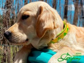 nylon dog collar