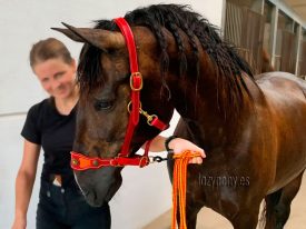 baroque horse halter