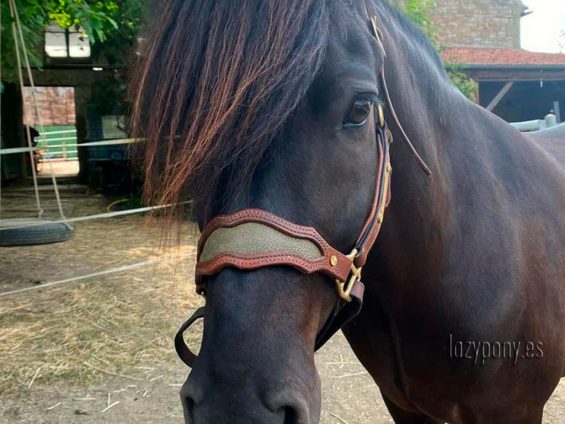 noseband for cavesson
