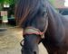 bronc noseband Lazypony