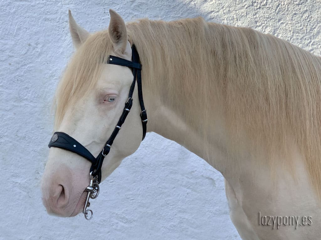 Black baroque bridle