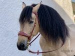 Brown baroque bridle