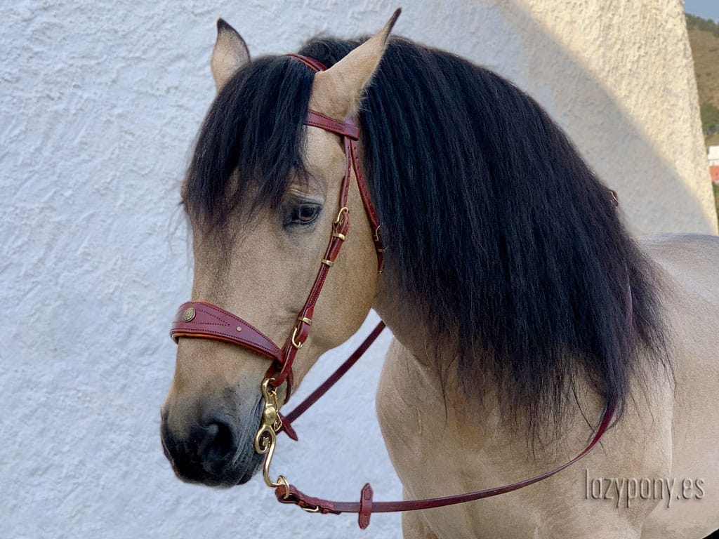 Brown baroque bridle