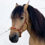 handcrafted bitless bridle cavesson