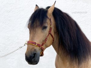 handcrafted bitless bridle cavesson