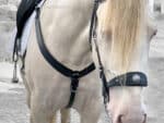 Western breastplate Lazypony, handmade leather horse breast collar