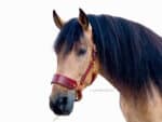 Custom Padded Horse Halter with Wide Noseband Lazypony