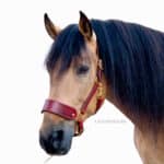 Custom Padded Horse Halter with Wide Noseband Lazypony