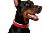 plain dog collar with name