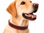 Padded Leather Dog Collar with Name Tag