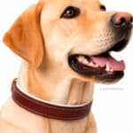 Padded Leather Dog Collar with Name Tag