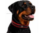 layered leather dog collar with tag id