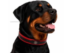 layered leather dog collar with tag id