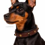 Small Dog Collar with Name Tag Lazypony, Leather Collar for Dogs, Cats and Puppies