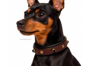 Small Dog Collar with Name Tag Lazypony, Leather Collar for Dogs, Cats and Puppies