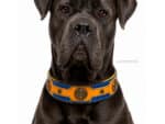 heavy duty custom leather dog collar lazypony