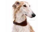 leather greyhound collar with name