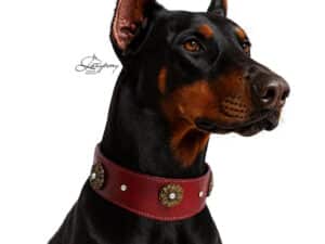 custom leather hound fishtail collar Lazypony