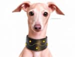 Decorated greyhound dog collar Lazypony with Name Tag