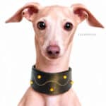 custom greyhound leather collar with name tag