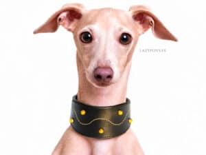 custom greyhound leather collar with name tag