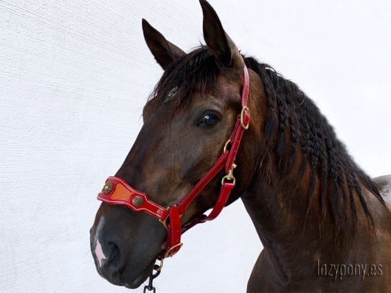 noseband