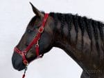 noseband
