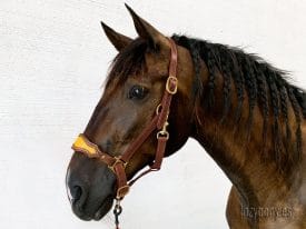 noseband