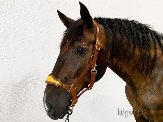 noseband