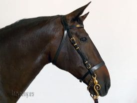 horse bridle