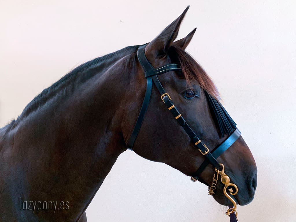 horse bridle