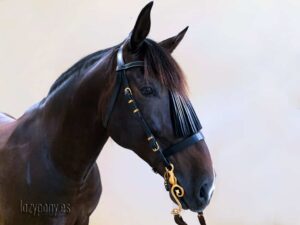 horse bridle