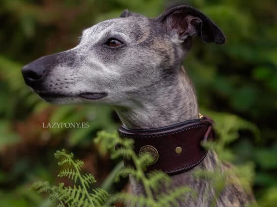 hound dog collar Lazypony