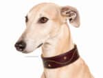 leather greyhound martingale collar with name tag lazypony