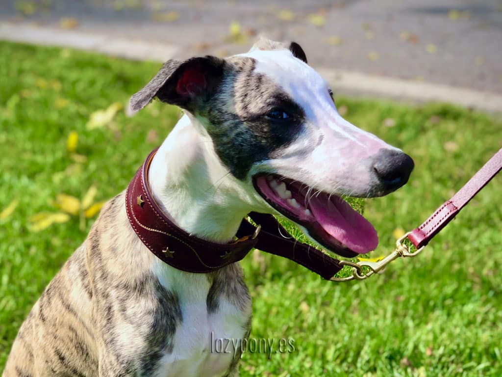 collar galgo