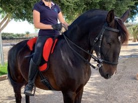 bareback pad
