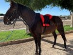bareback pad