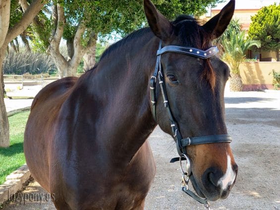 cristal browband