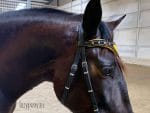 browband lazypony