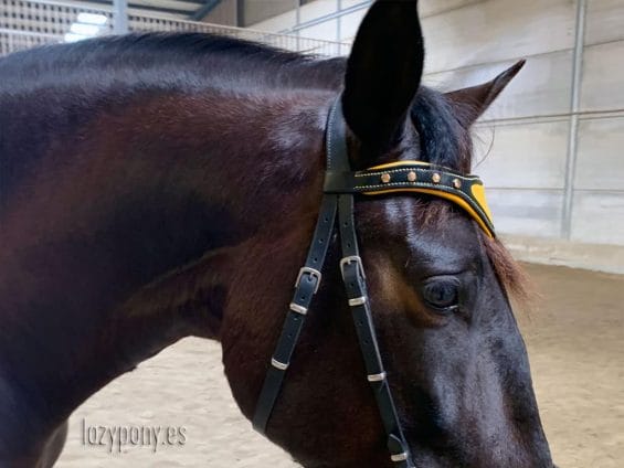 browband lazypony