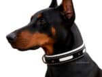 Leather Dog Collar with Name Tag Lazypony, Personalized Padded Collar