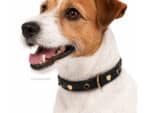 Leather Collar for Small Dog Flower Lazypony with Name Tag ID and Rivets