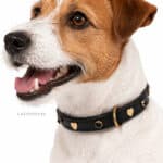 Leather Collar for Small Dog Flower Lazypony with Name Tag ID and Rivets