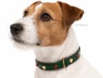 Small dog Collar with Tag ID Lazypony