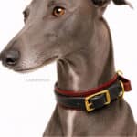 Leather Martingale Dog Collar Foxhound Lazypony