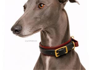 Leather Martingale Dog Collar Foxhound Lazypony