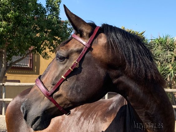 baroque bridle