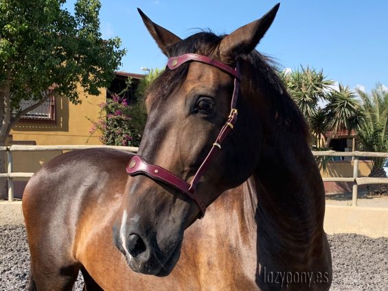 baroque bridle