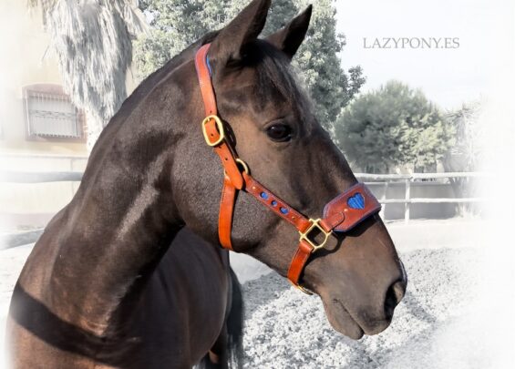 Anatomical leather halter Heart Lazypony with two buckles.