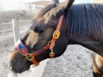 Anatomical leather halter Heart Lazypony with two buckles.